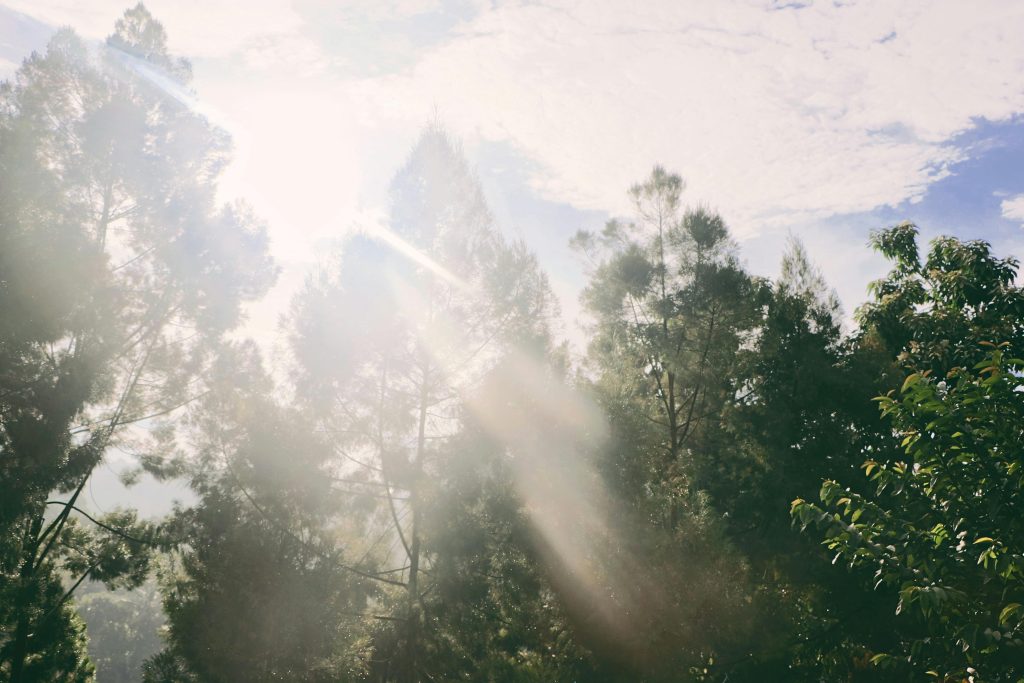 pexels photo 982694 982694 Sunlight filtering through trees in a serene Sumur Bandung forest in Indonesia.